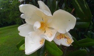 Magnolia from Ben Lomond