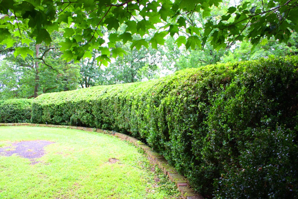 Hedge across from Front Portico