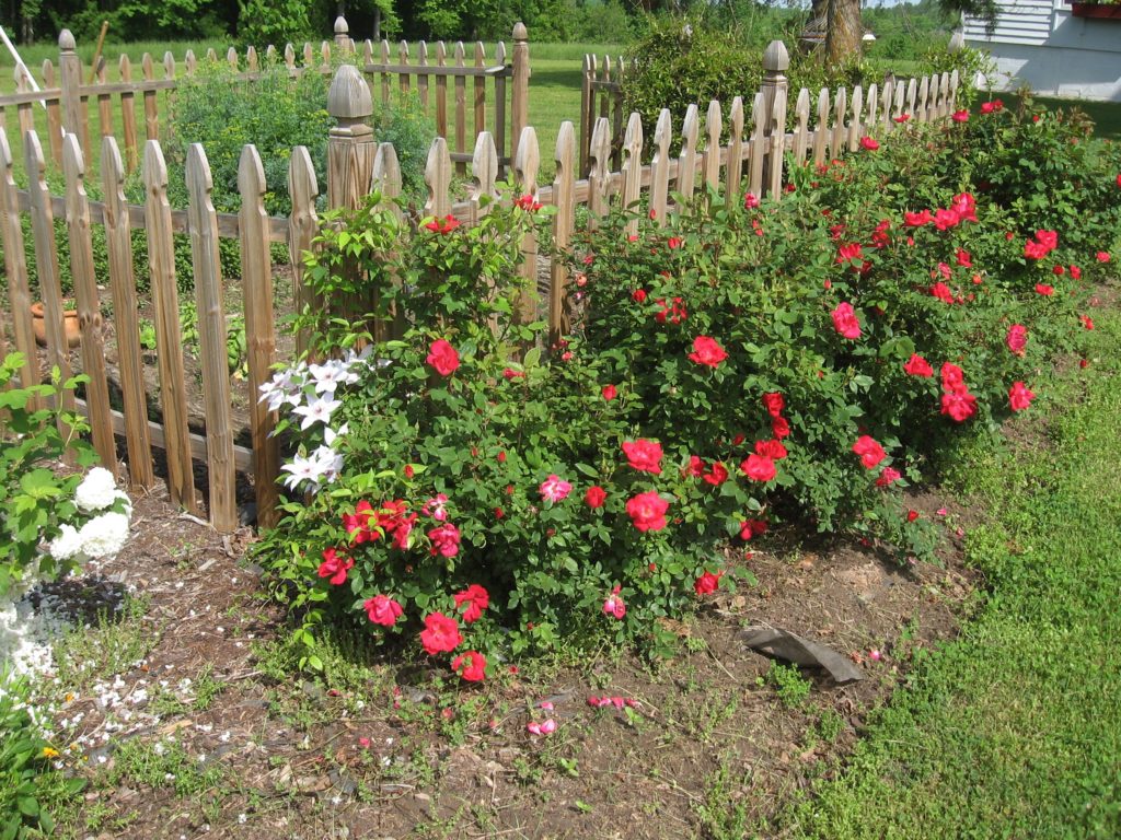 Rose bushes